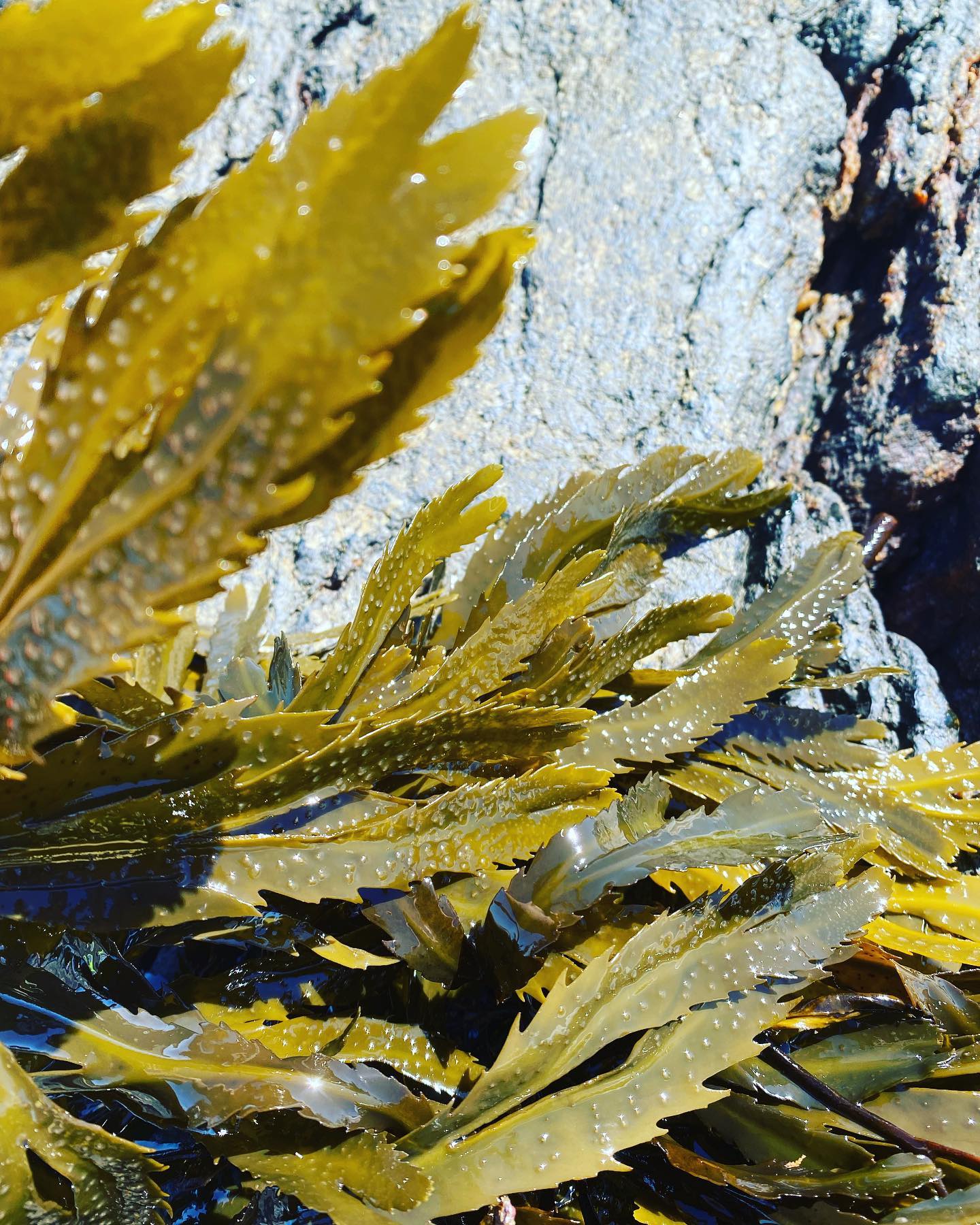 Tångkullan - Tångsalt, tångjuice och tångflingor-thumbmail-3