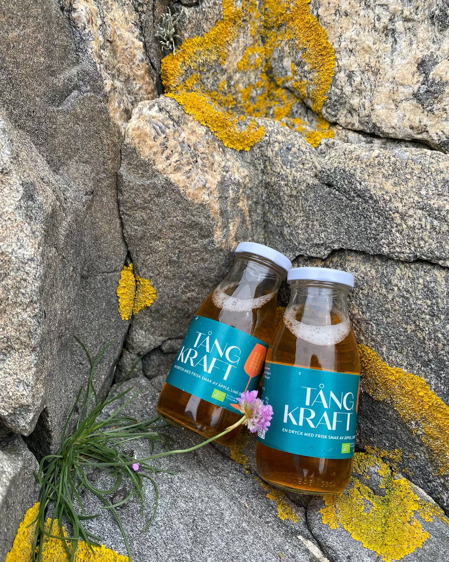 Tångkullan - Tångsalt, tångjuice och tångflingor